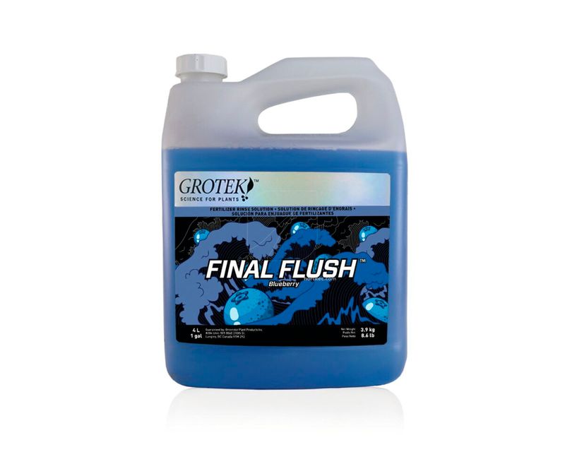 Flores listas para cosechar con colores limpios tras el uso de Grotek Final Flush.