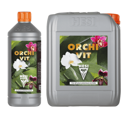 Orquídeas Phalaenopsis con raíces sanas y flores vibrantes tras el uso de Hesi Orchivit.